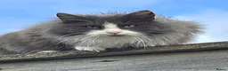 Mixed Breed cats for sale: Gorgeous Rag Doll/Maine Coon/Russian Blue X - Advert 4