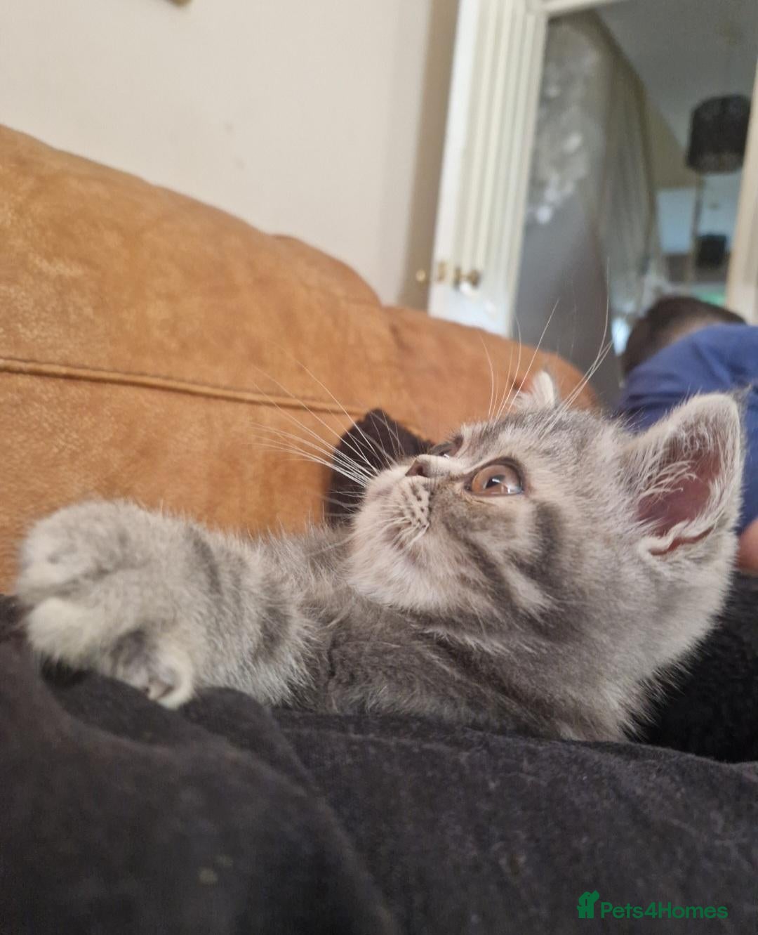 Persian cats Grey tabby exotic male  - Advert 1