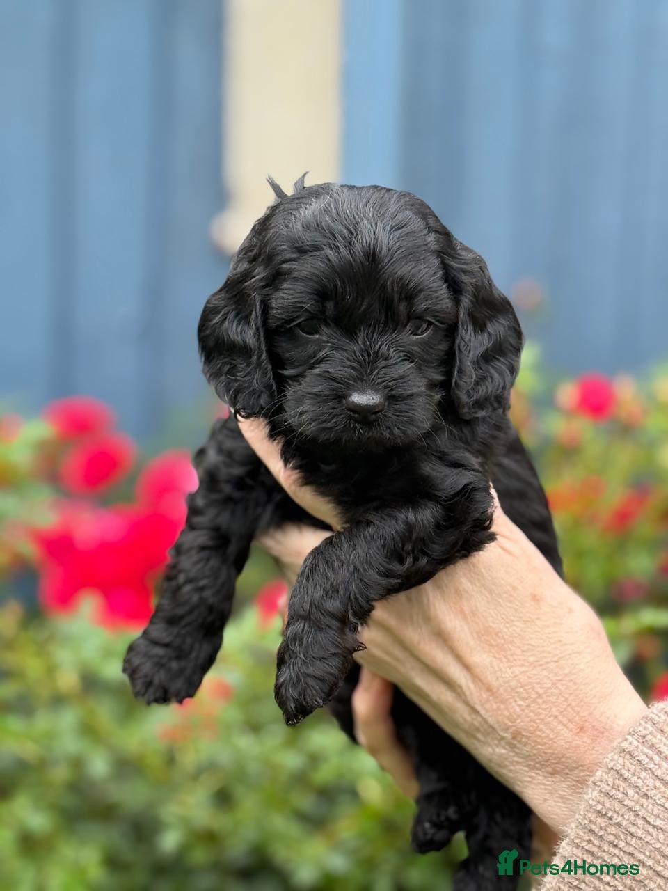 Cavapoo Puppy 3