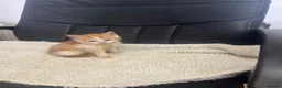 Mixed Breed cats for sale: Kittens looking for their forever homes  - Advert 12