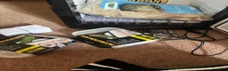 Tortoise reptiles for sale: Horsefield Tortoises Breeding Pair - Advert 5