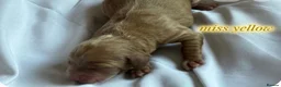 Cockapoo dogs for sale: Cockapoo rainbow litter 🌈  - Advert 7