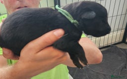 German Shepherd dogs for sale: German shepherd  - Image 18