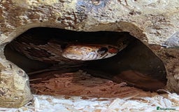 Corn Snake reptiles for sale: Corn Snake - Image 6