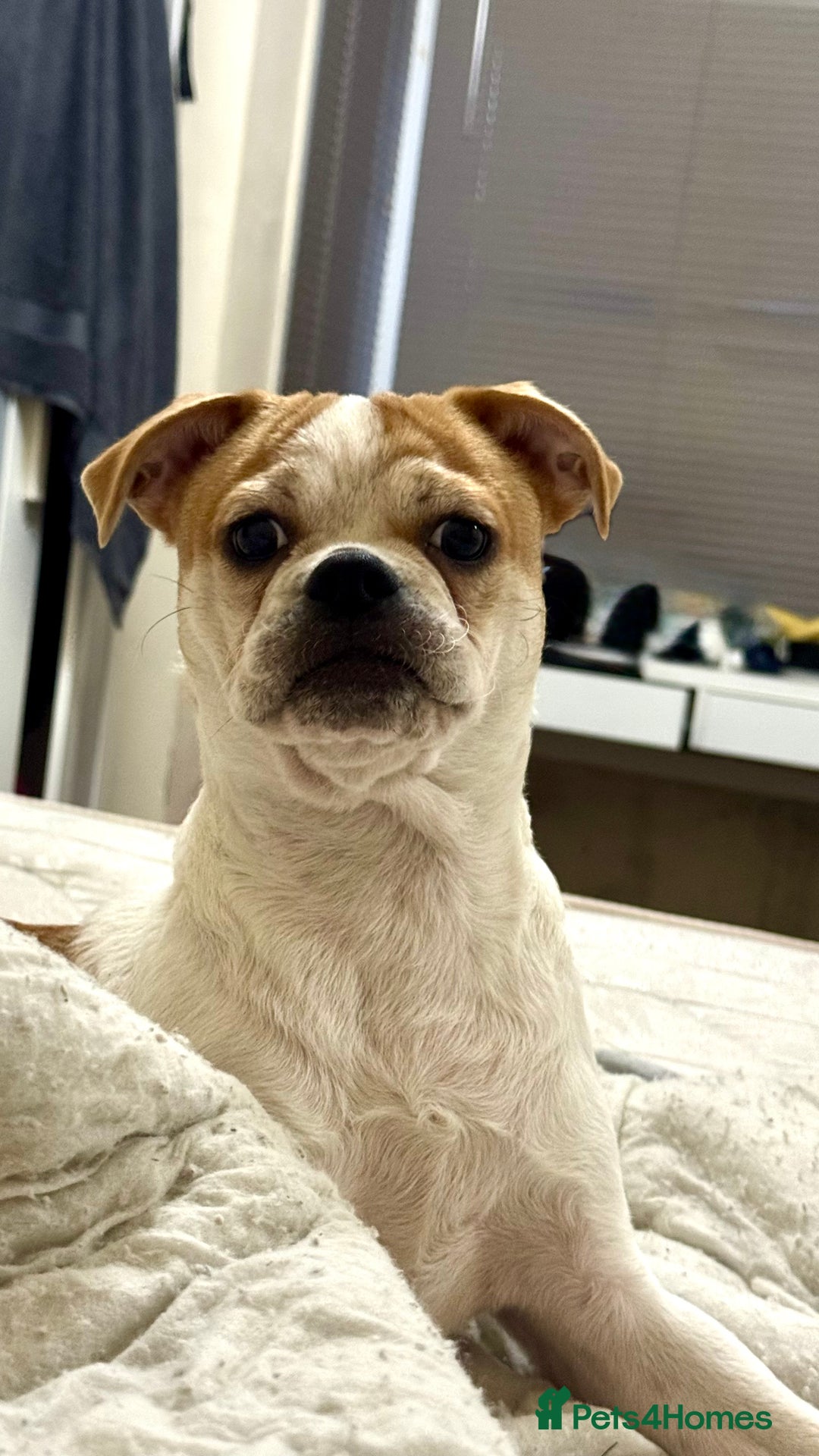 Mixed Breed dogs for sale:  Loving Home Needed for My Puppy - Advert 3