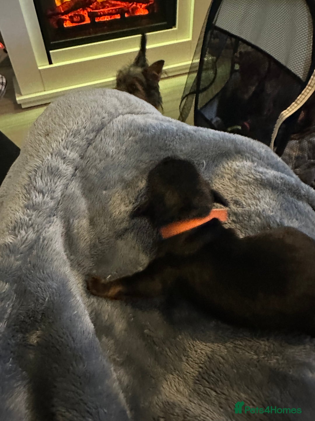 Mixed Breed dogs for sale: Dorkies - Image 8