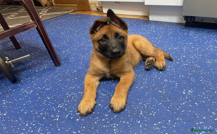 Belgian Shepherd Dog dogs in Leeds - Advert 1