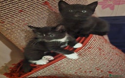 Mixed Breed cats for sale: 5 BEAUTIFUL KITTENS LOOKING NEW HOME  - Image 11
