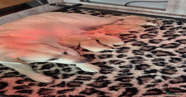 Labrador Retriever dogs - Advert 3