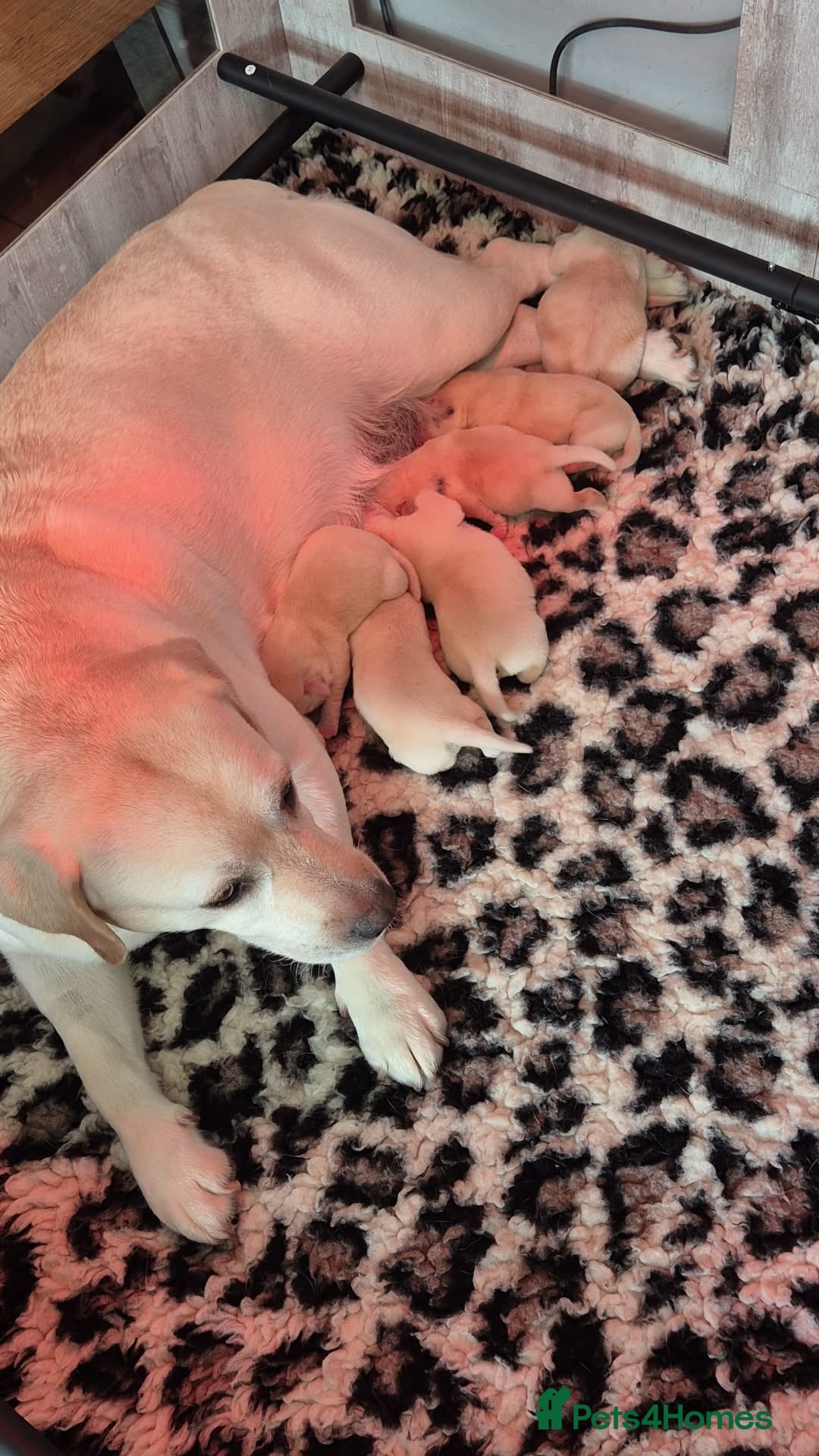 Labrador Retriever dogs for sale: Chunky Yellow puppies arrived 29th October. - Image 3