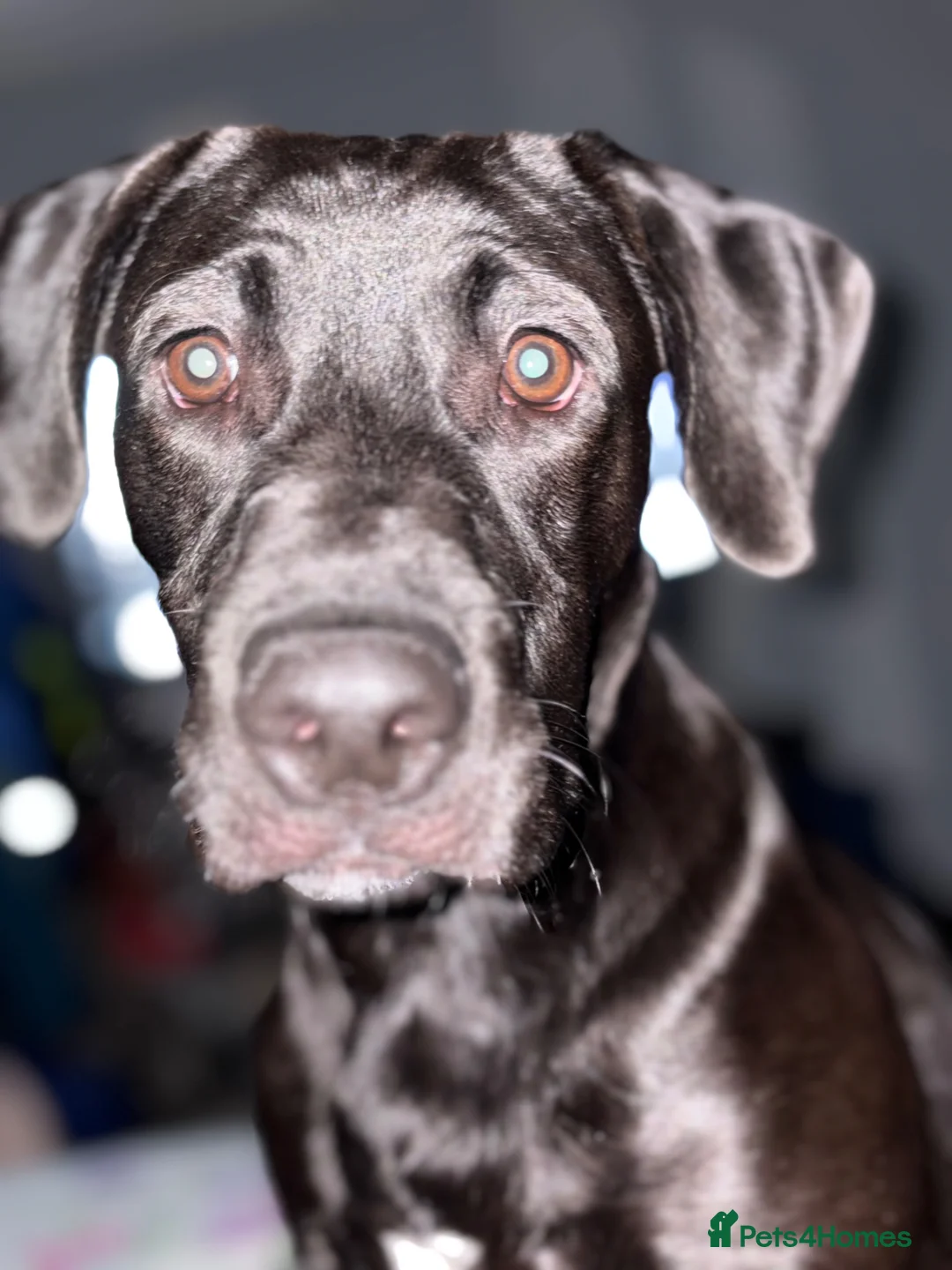 Mixed Breed dogs for sale: Ollie in Newcastle upon Tyne - Advert 6