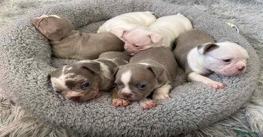 Mixed Breed dogs - Advert 6