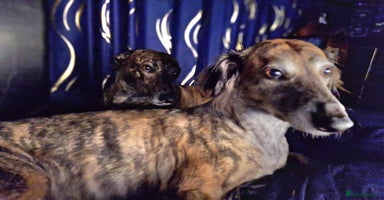 Lurcher dogs - Advert 12