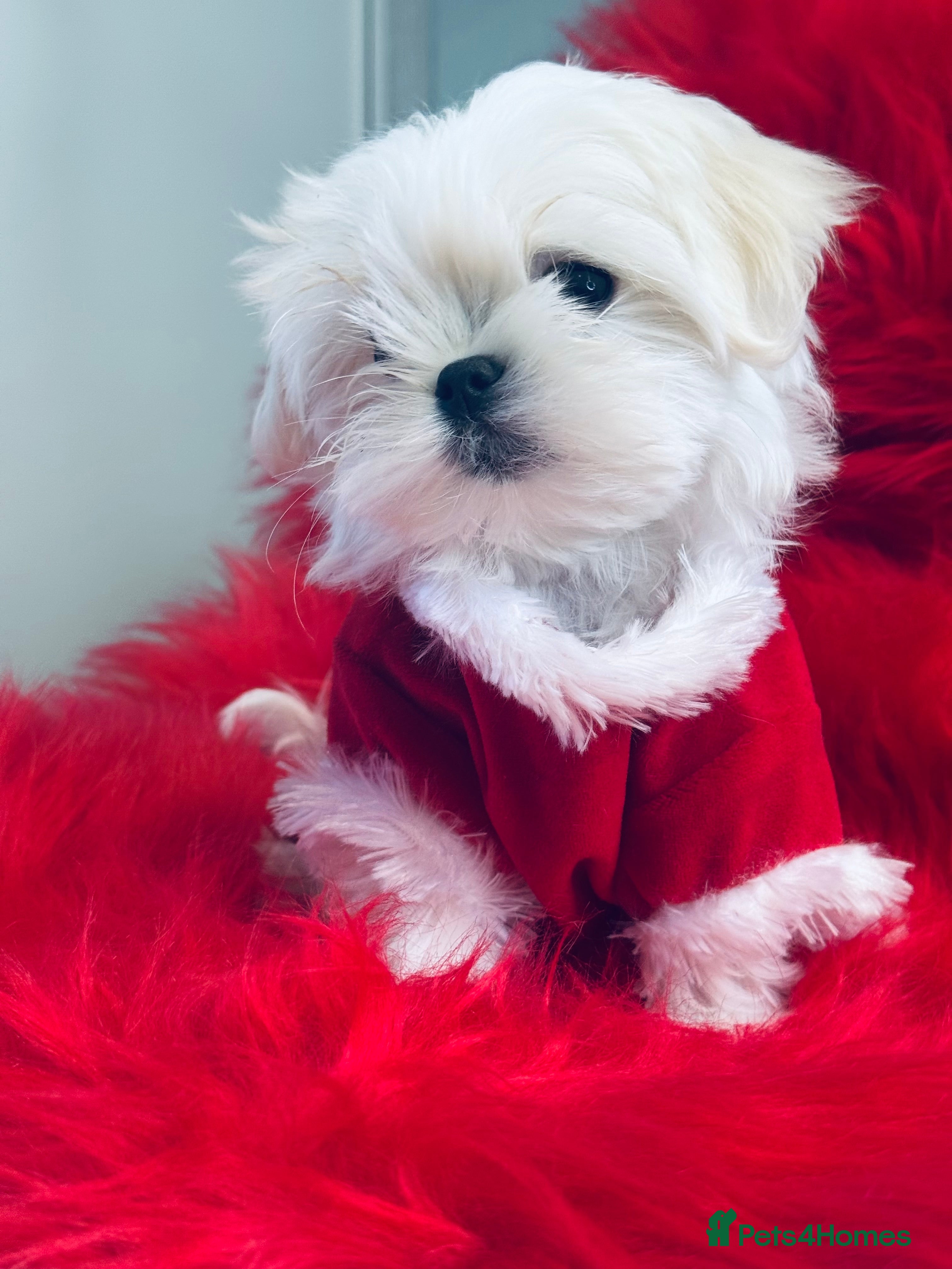 Maltese dogs 🌟Ready Now  🌟Tiny Full Korean Maltese  🌟 - Advert 4