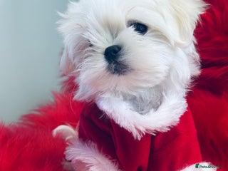 Maltese dogs 🌟Ready Now 🌟Tiny Full Korean Maltese 🌟 - Advert 3