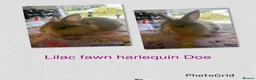Lionhead rabbits for sale: Harlequin DM Lionhead’s - Advert 4