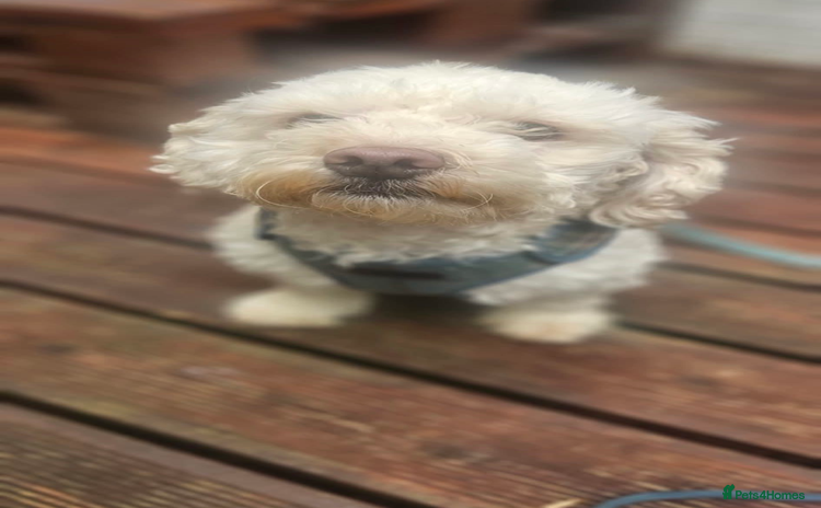 Mixed Breed dogs - Advert 3