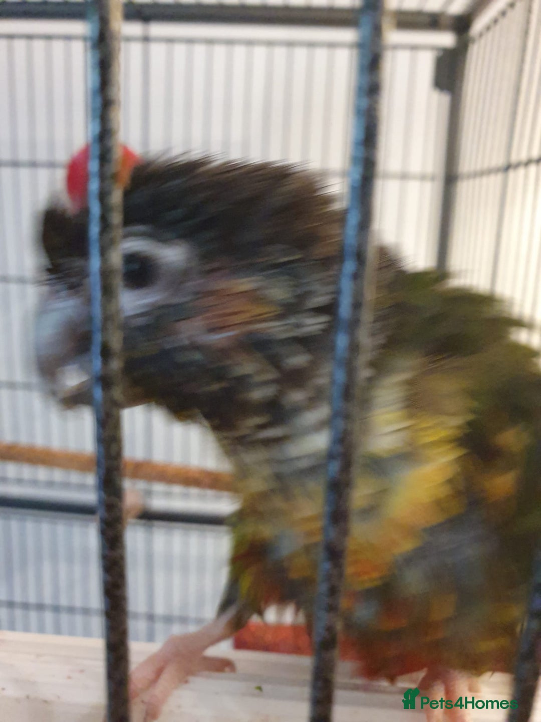 Conures birds for sale: 2 Lovely Green cheek conures for sale - Image 5