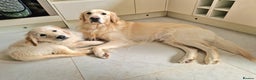 Golden Retriever dogs for stud: BEAUTIFUL PROVEN White Golden Retriever for Stud in Crowborough - Advert 11