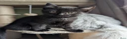 Ragcoon cats for sale: four gorgeous ragcoons ❤️ - Advert 6