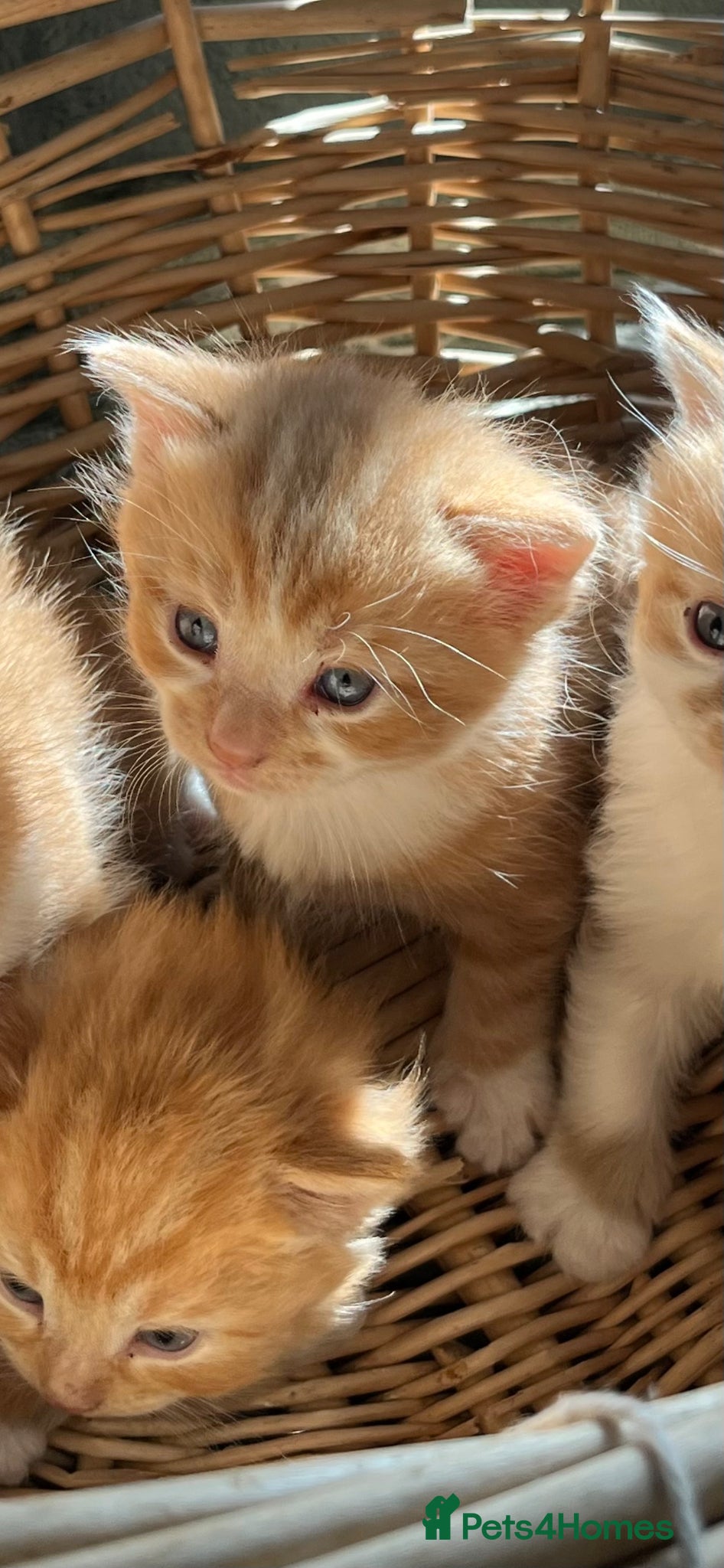 Mixed Breed cats Henry, the last stunning ginger kitten  - Advert 5