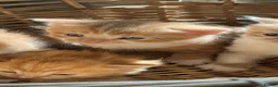 Mixed Breed cats for sale: Henry, the last stunning ginger kitten  - Advert 6