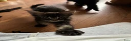 Maine Coon cats for sale: Purebred Maine Coon Kittens in Lisburn - Advert 15