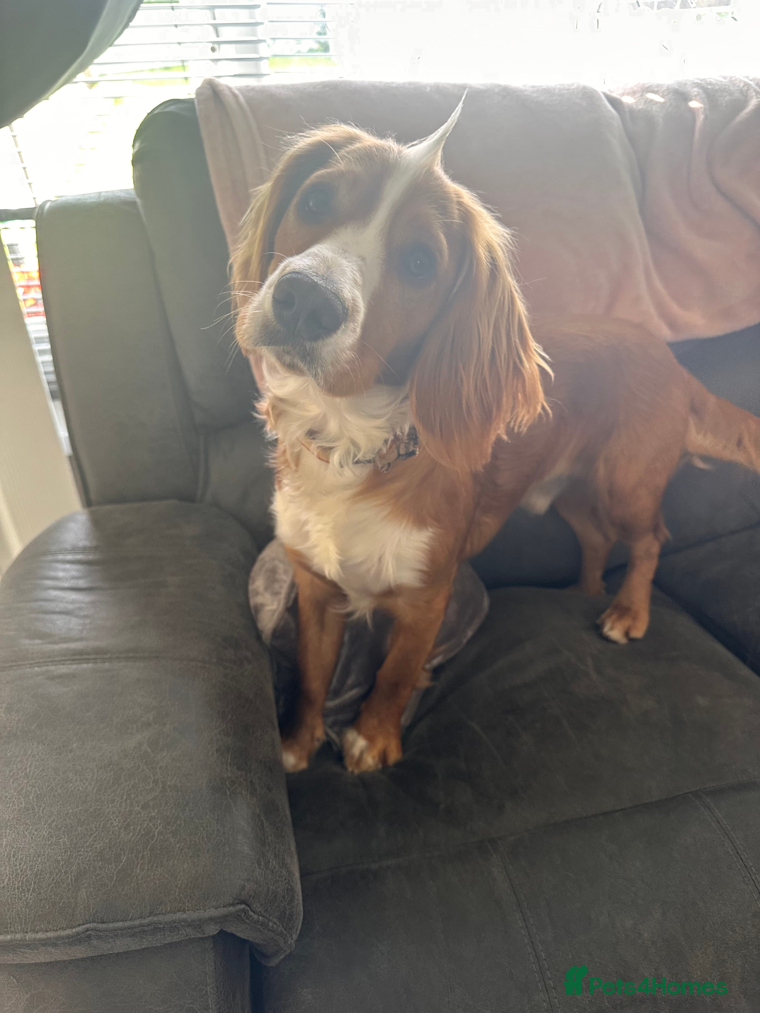 Cocker Spaniel dogs Stud  - Advert 1