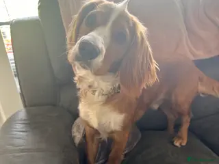 Cocker Spaniel dogs Stud - Advert 1