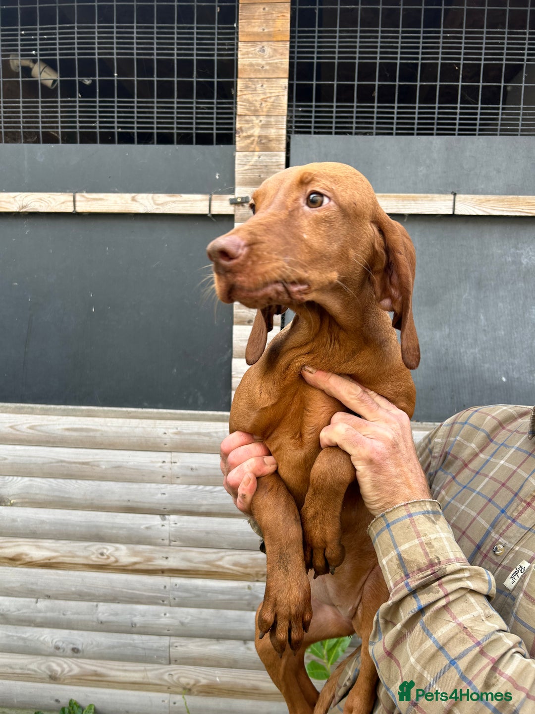 Hungarian Vizsla dogs for sale: Hungarian Vizsla puppies - Image 4