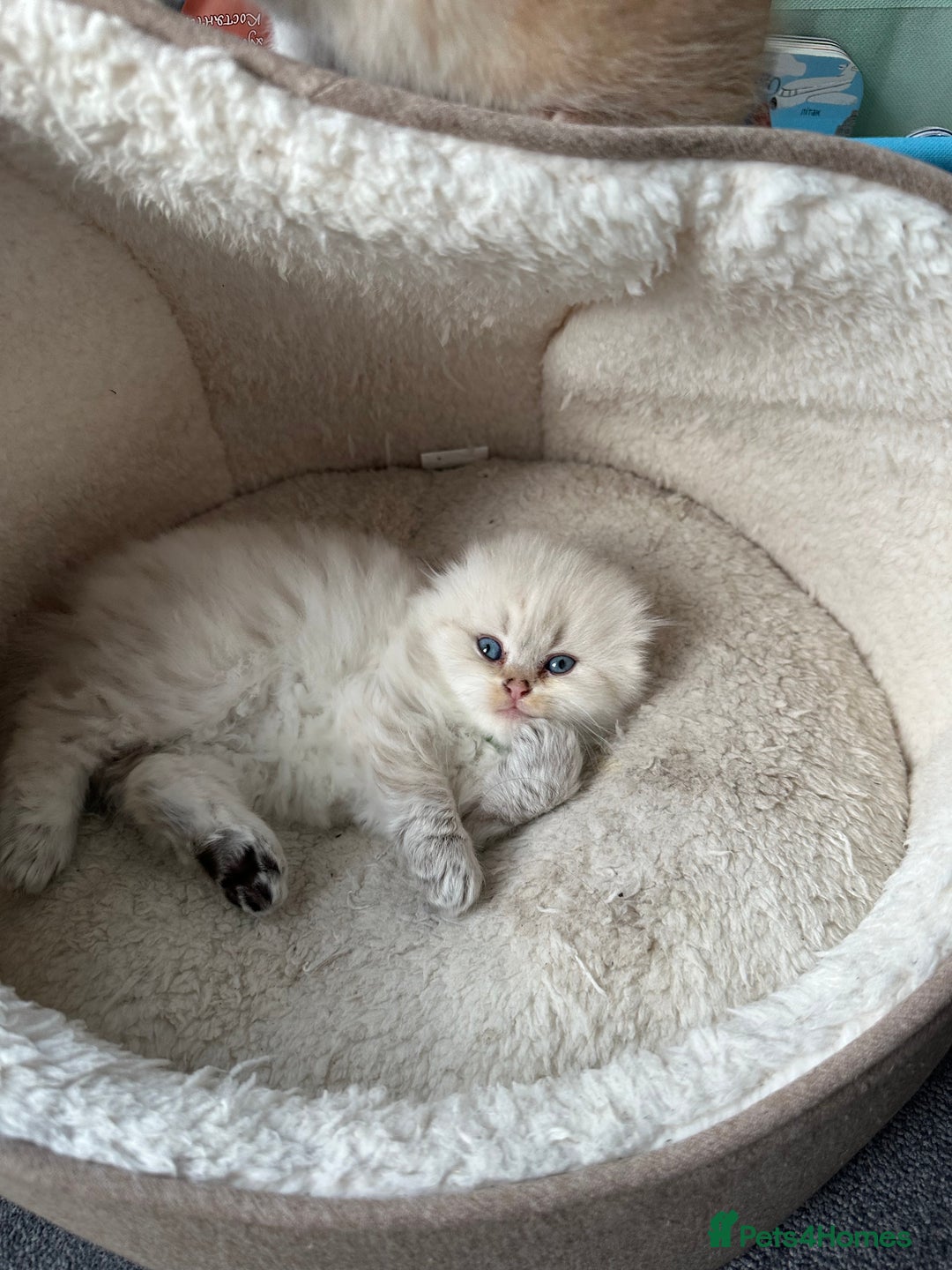 Scottish Fold cats for sale: Scottish fold Kitten Healthy &Loving - Advert 19