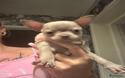 Chihuahua dogs for sale: Last lilac KC Chiuauah  - Image 2