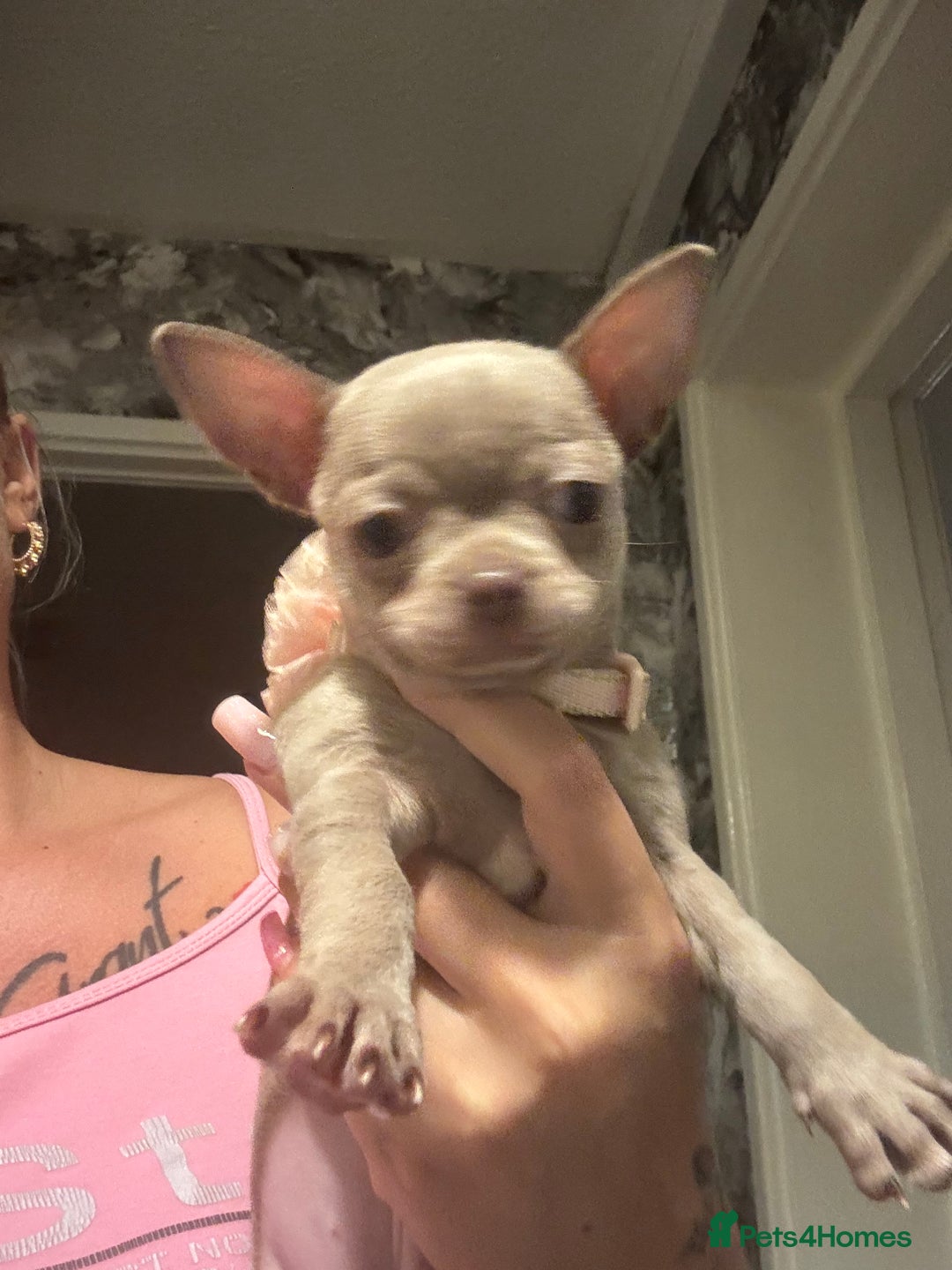 Chihuahua dogs for sale: Last lilac KC Chiuauah  - Image 2