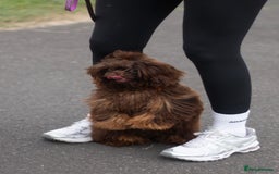 Shih Tzu dogs for sale: Beautiful litter of imperial Shihtzu for sale  - Advert 6