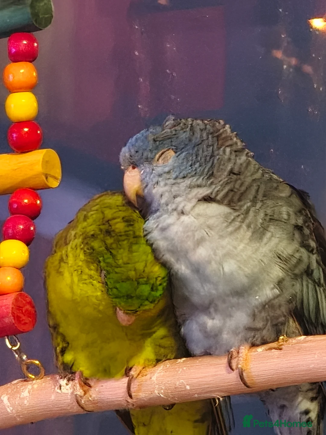 Parakeets birds for sale: Pair of male linoated parakeets  - Advert 4