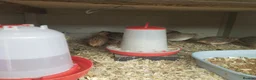 Quail poultry for sale: Japanese Coturnix Hatching Eggs in Llansantffraid - Advert 2