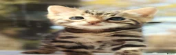 Bengal cats for sale: CUTE BENGAL FEMALE (TICA REG) - Advert 10