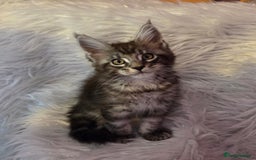 Maine Coon cats for sale: Tica Reg Mainecoon kittens READY NOW in Deal - Image 21