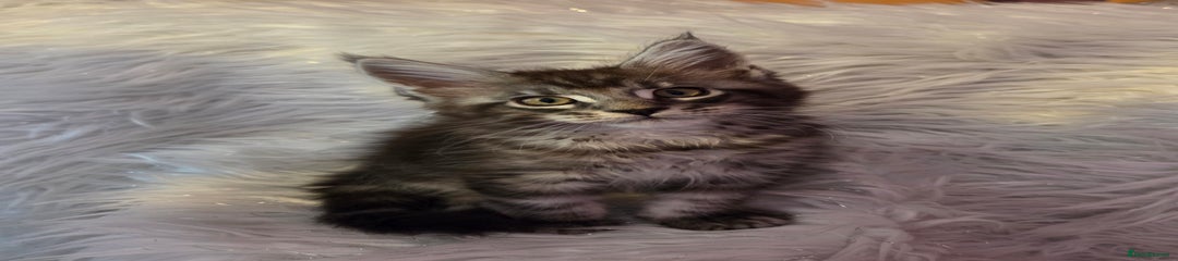 Maine Coon Kitten 1 Quill