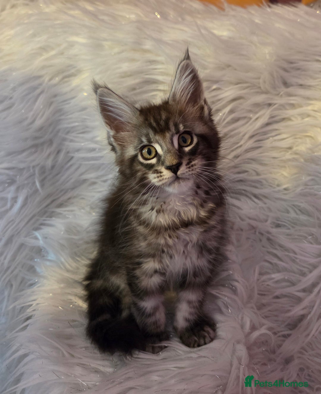 Maine Coon cats for sale: Tica Reg Mainecoon kittens READY NOW in Deal - Image 21