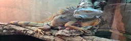Iguana reptiles for sale: Iguana - Advert 5