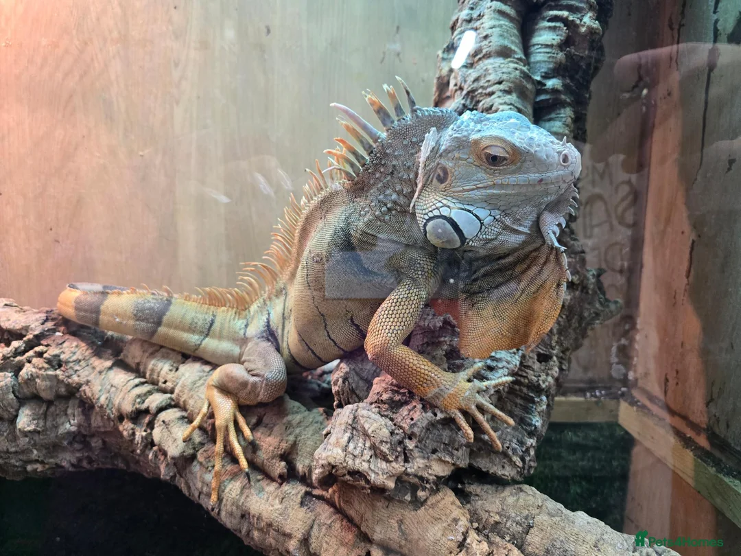 Iguana reptiles for sale: Iguana - Advert 5