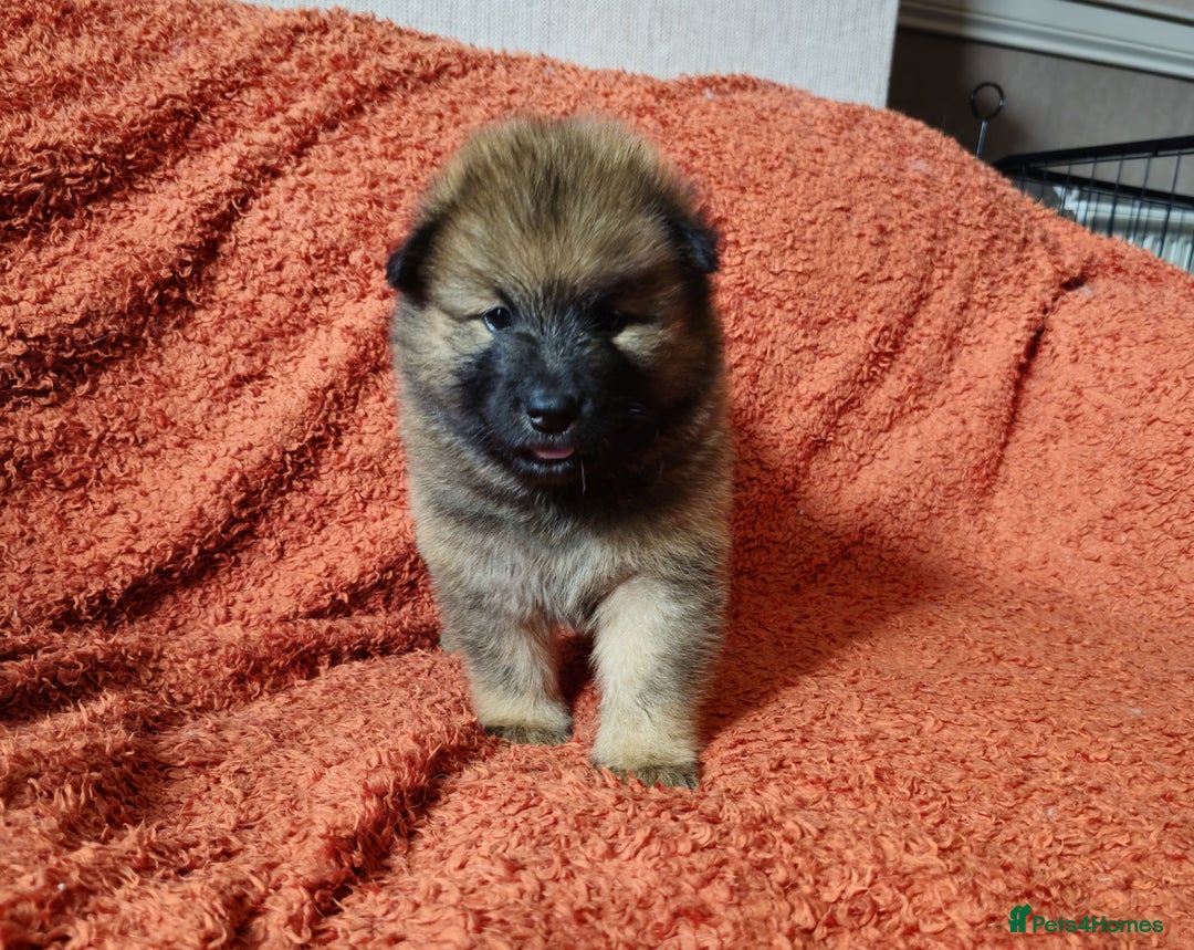 Eurasier dogs for sale: Eurasier Puppies KC Registered in Northampton - Image 26