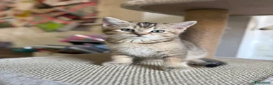 British Shorthair Kitten 1