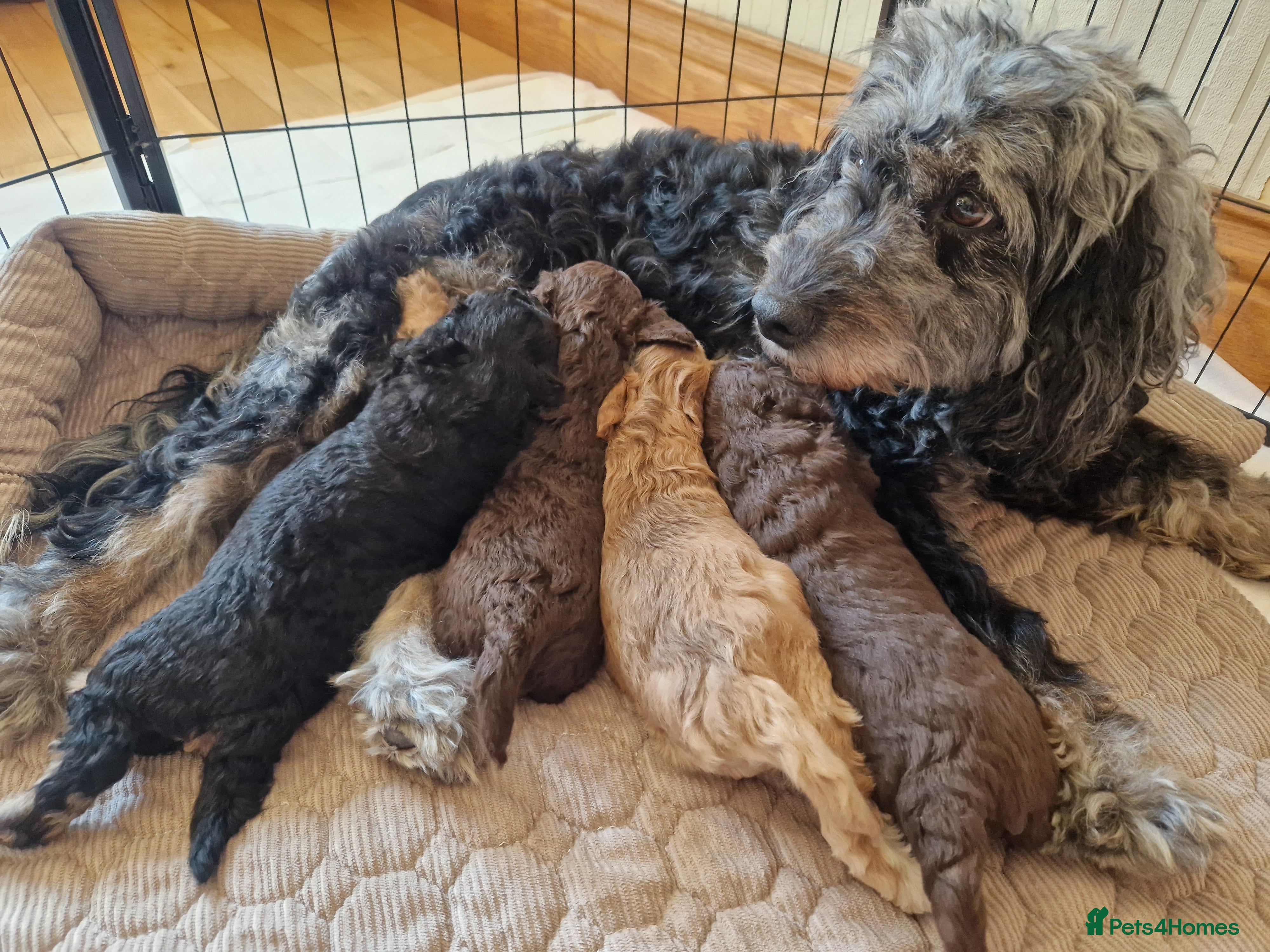 Cockapoo dogs F1B cockapoo puppies 2 boys 1 girl  - Advert 2