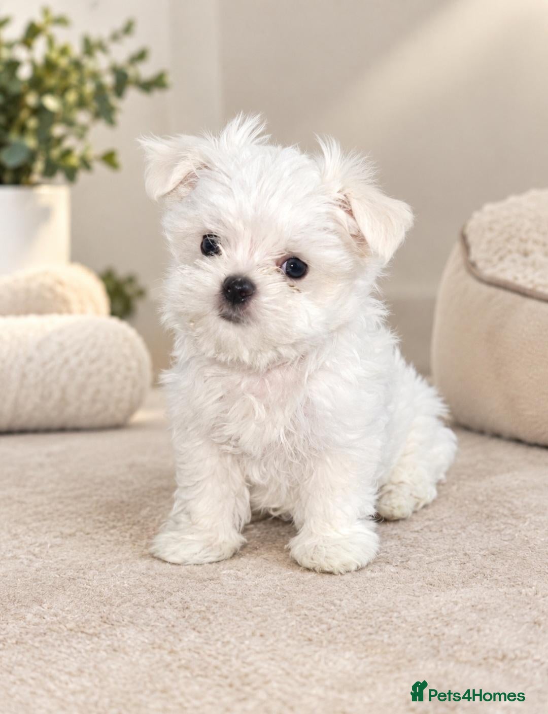 Maltese dogs Tiny Maltese boy ready now  - Advert 3
