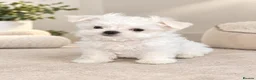 Maltese dogs for sale: Tiny Maltese boy ready now  - Advert 1