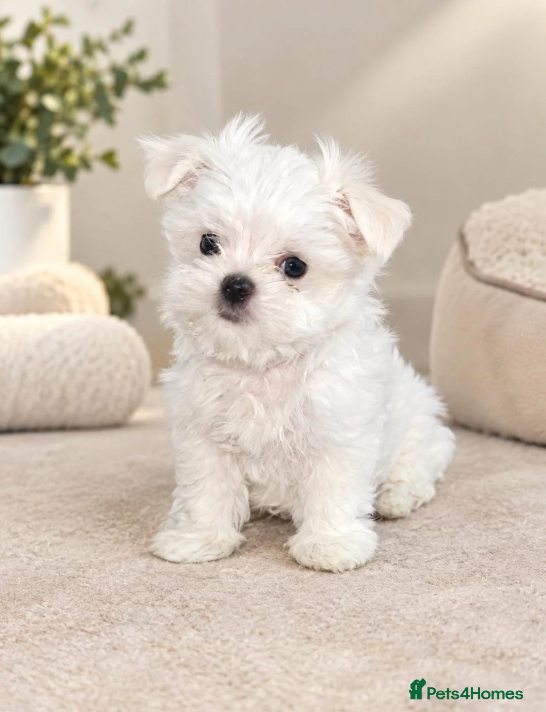 Maltese dogs for sale: Tiny Maltese boy ready now  - Advert 1