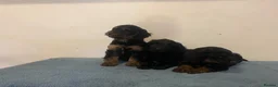 Cockapoo dogs for sale: Beautiful F1 cockapoos - Advert 12