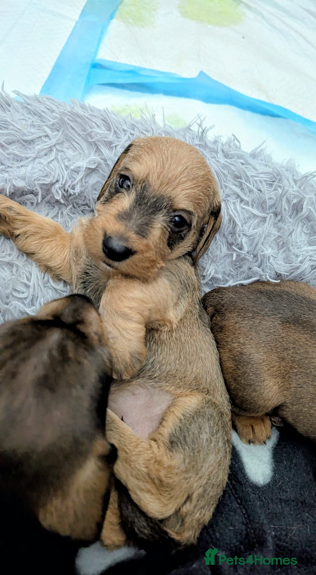 Dachshund dogs for stud: Fully health tested Wirehaired Dachshund stud - Advert 6